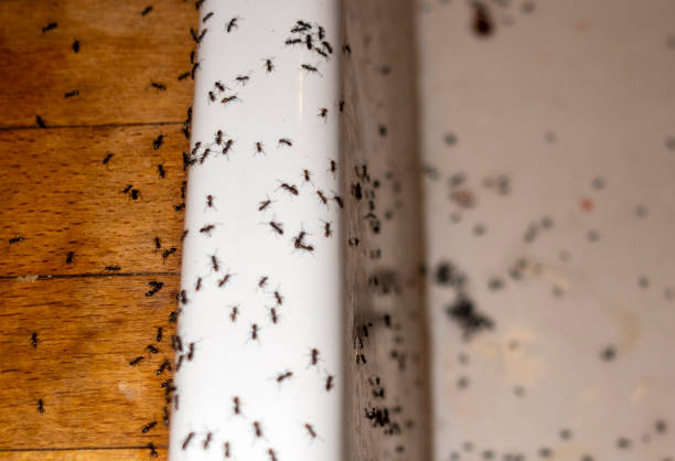 Best Residential Pest Control  in Monona, WI